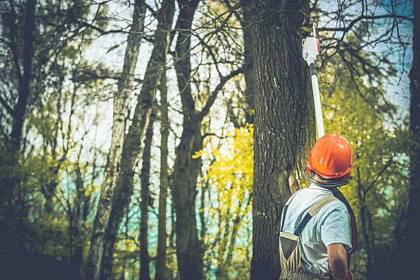 Old Bethpage, NY Tree Care Company
