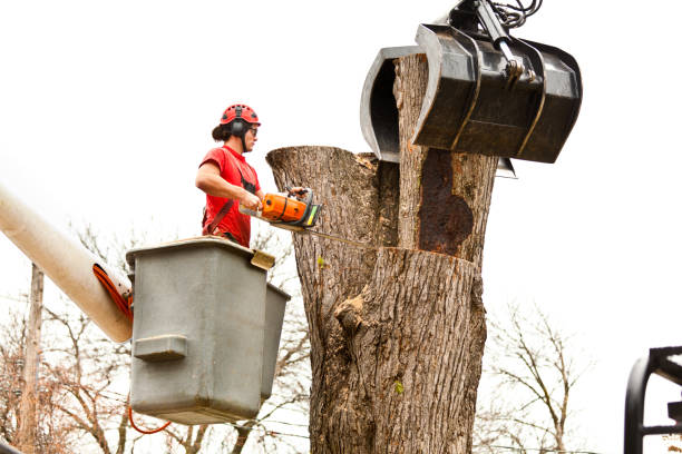 How Our Tree Care Process Works  in  Old Bethpage, NY